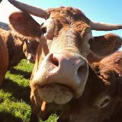 EARL LA FERME THOULOUSE